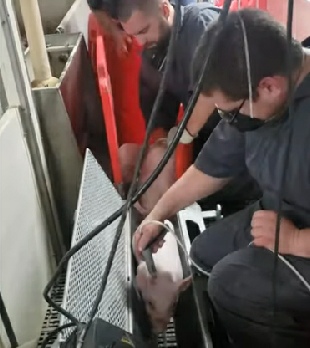 Watch Hennen Pig Chute on YouTube